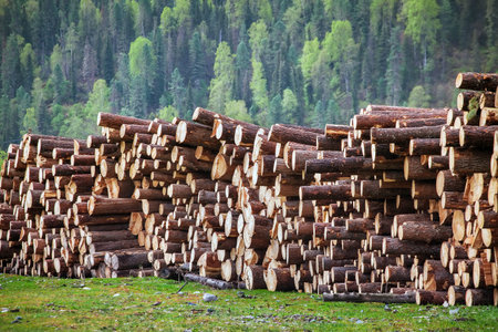 wood logs in the forest