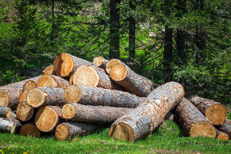 wood logs in the forest