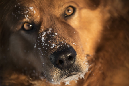 dog nose with snowflakesの写真素材
