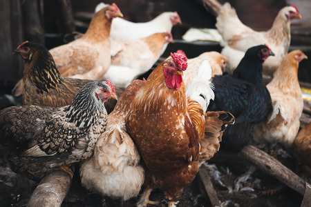 chickensの写真素材