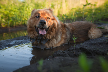 Dog in the mudの写真素材