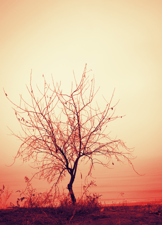beautiful lone tree without leaves in a light mist on the seaの写真素材