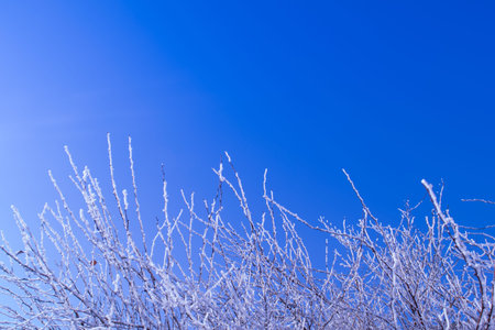 background of blue sky and the branches of a bush in hoarfrost bottom