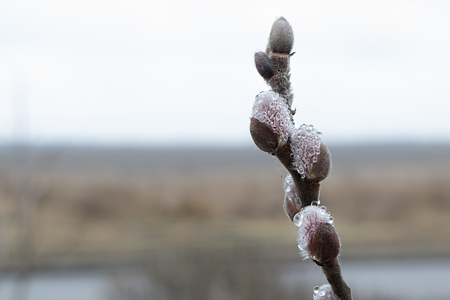 Pussy-willows in droplets of rain against the background of the landscape of early springの写真素材