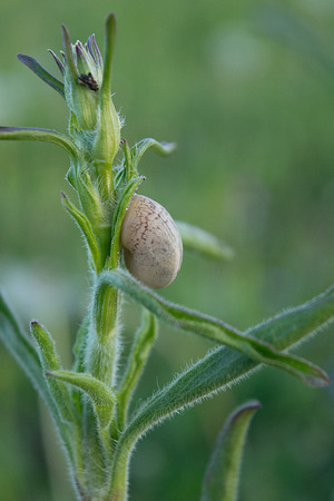 Young field flower with a small snail in the spring close-upの写真素材