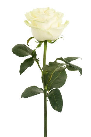 Beautiful white rose isolated on a white backgroundの写真素材