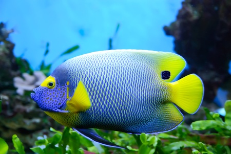 Side view of bluefaced Angelfish (Pomacanthus xanthometapon) swimming の写真素材