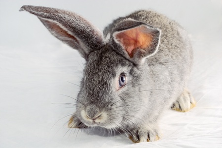 Portrait of grey baby bunny on white backgroundの写真素材