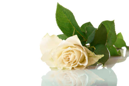 White beautiful rose with shadow isolated on white background の写真素材