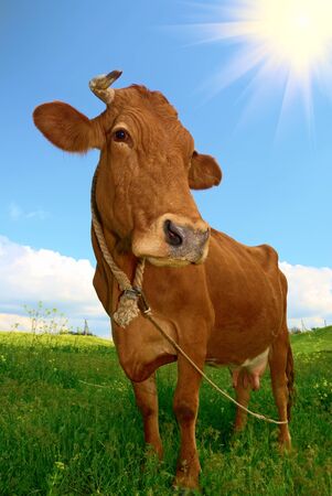 Portrait of nice brown cow in a field の写真素材
