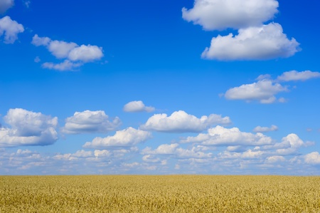 Golden summer wheat landscape, corn farming field, sunny blue sky with light cloudsの写真素材