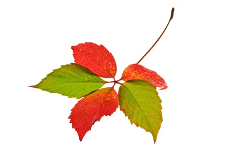 Autumn leaf isolated on pure white backgroundの写真素材