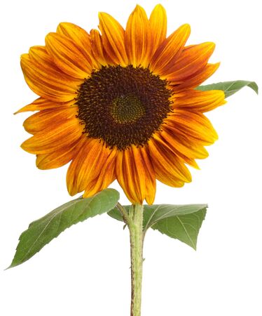 Single sunflower isolated on white backgroundの写真素材