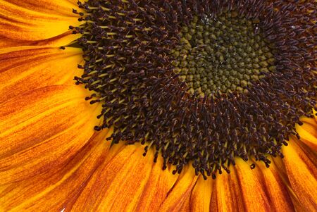 Close up view of the orange sunflowerの写真素材