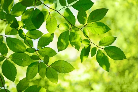 Tree branch over blurred green leaves backgroundの写真素材