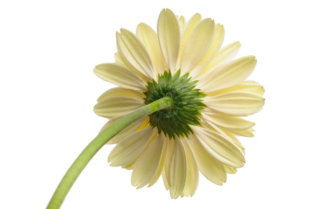 White daisy flower with stem isolated on white background, view from behindの写真素材
