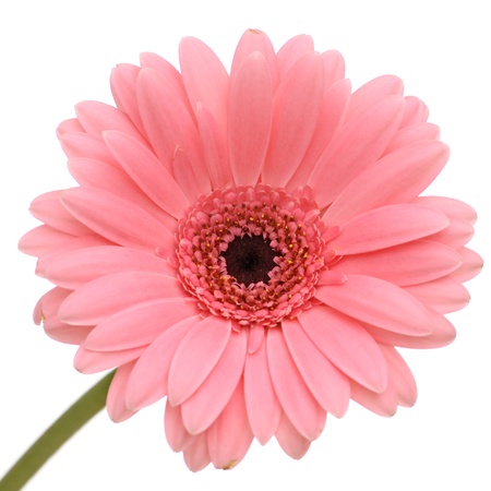 Beautiful pink gerber with stem isolated on white backgroundの写真素材