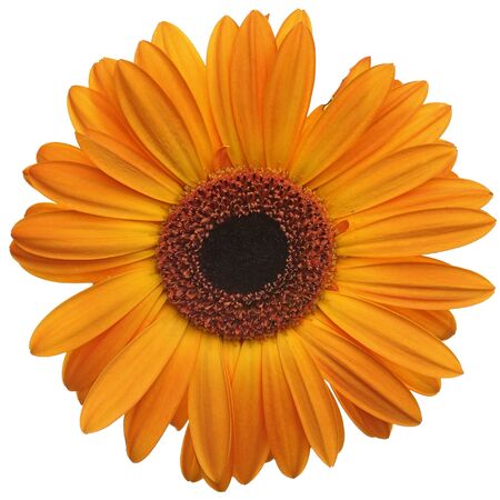 Orange daisy flower isolated on white backgroundの写真素材