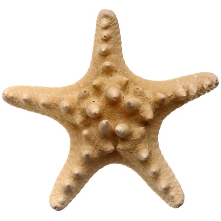 Top side of a Starfish in detail isolated on white backgroundの写真素材