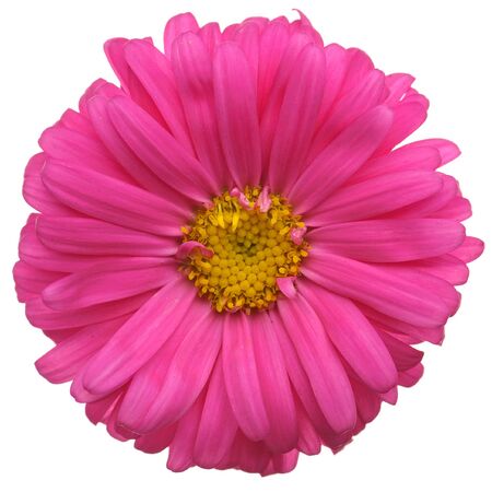 Red daisy flower isolated on white backgroundの写真素材