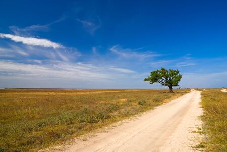 Farm road leading to an old tree - Arabat Spit, Crimea, Ukraine.の写真素材