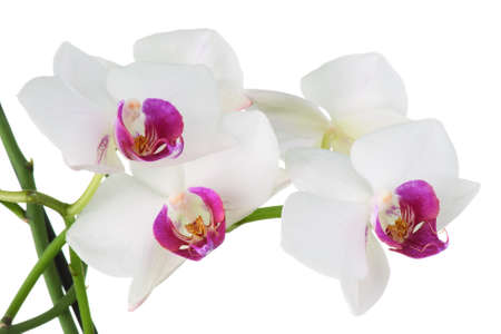 Beautiful white orchid isolated on white backgroundの写真素材