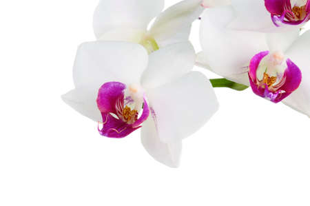 Beautiful white orchid isolated on white backgroundの写真素材