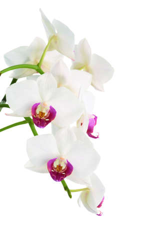 Beautiful white orchid isolated on white backgroundの写真素材