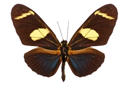A beautiful brown butterfly with yellow and blue spots in a wings isolated on white backgroundの写真素材