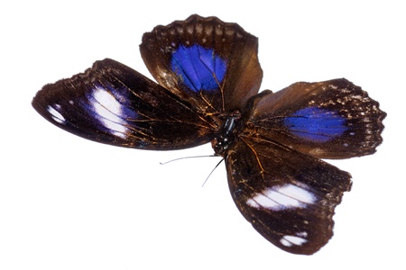 A beautiful black butterfly with white and blue spots in a wings isolated on white background
の写真素材