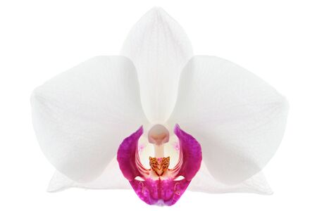 Single white orchid flower isolated on white backgroundの写真素材