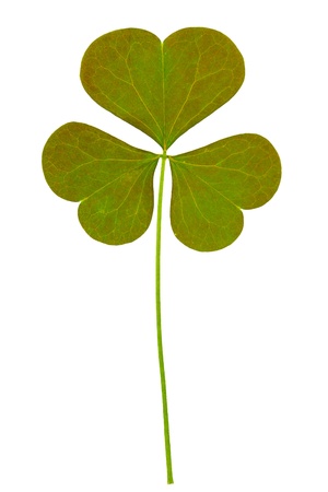Three leaf clover (shamrock) isolated on white backgroundの写真素材