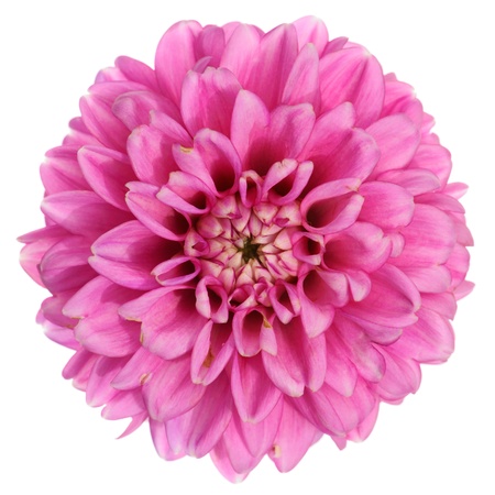 Purple dahlia isolated on white backgroundの写真素材