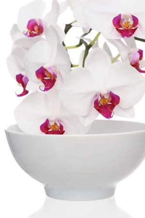 White orchid in a white bowl isolated on white backgroundの写真素材