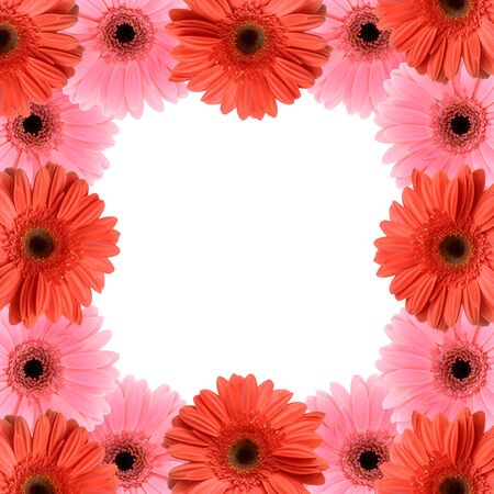 Pink and red gerber flower frame isolated on white backgroundの写真素材