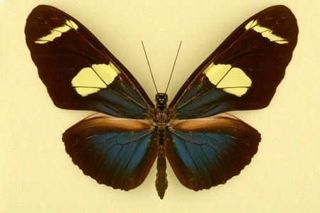 A beautiful black butterfly with yellow and blue spots in a wings
の写真素材