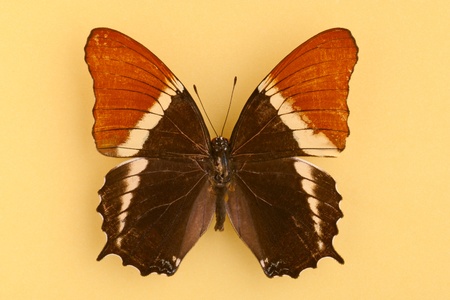 A beautiful brown butterfly on light brown backgroundの写真素材