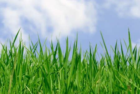 Fresh green grass on meadow and blue skyの写真素材