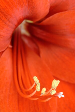 Close-up image of a red Amaryllis (Christmas flower)の写真素材