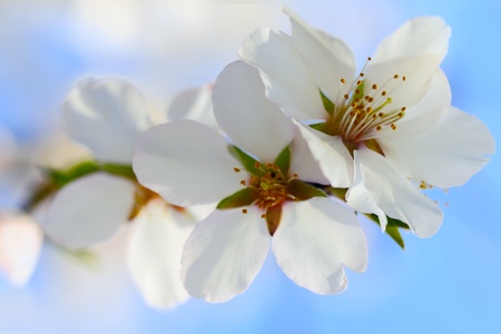 Cherry blossom in spring on the sky backgroundの写真素材