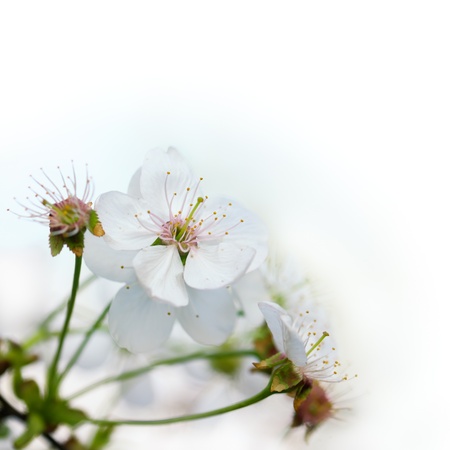 Cherry blossom in spring on the white backgroundの写真素材