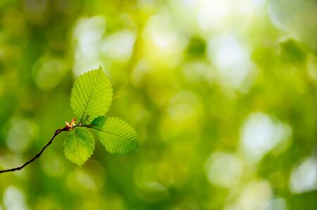 Image of twig with three fresh green leaves in a forest
の写真素材