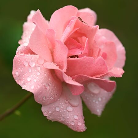 Beautiful pink rose flower with water drops on petals on green backgroundの写真素材
