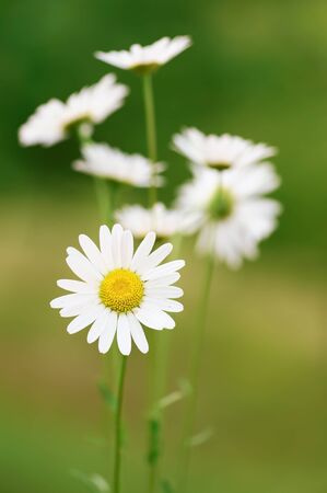 White beautiful bunch of chamomiles on the green backgroundの写真素材