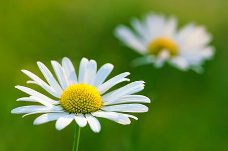 Two beautiful white chamomiles on the green backgroundの写真素材