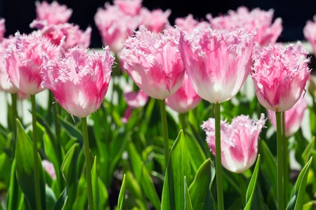 Pink tulip flowers in a blossoming garden の写真素材