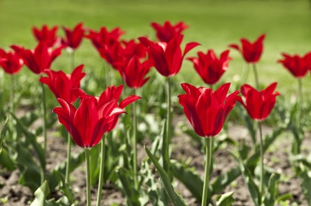 Red tulip flowers in a blossoming garden の写真素材