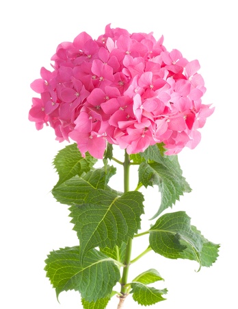Bright pink hydrangea isolated on white background の写真素材