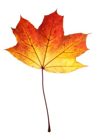 Autumn leaf of maple isolated on white の写真素材
