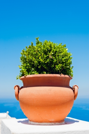 Pot with plant on blue sea and sky background  Photo taken Capri, Capri city, Campania, Italy の写真素材